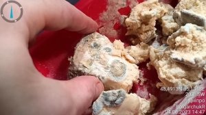 Результат плесневой сыр из сухого молока