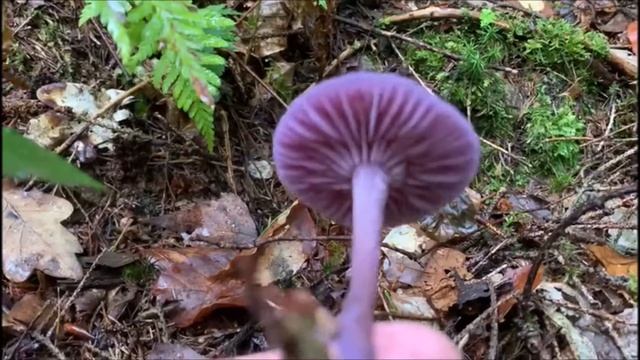 Violetter Lacktrichterling - Laccaria amethystea смотреть онлайн