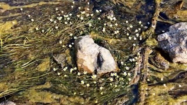 Усть-Койва Пермский край / Прогулка вдоль беоега Чусовой и переход в брод по Койве