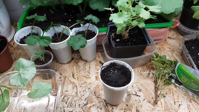 Пробую укоренить черенки королевской пеларгонии горизонтальным способом. смотреть онлайн