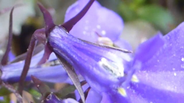 Garden Lobelia - Lobelia erinus - Brúðarauga - Smáplöntur - Sumarblóm