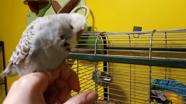 Попугай ара и волнистый попугай смотреть онлайн