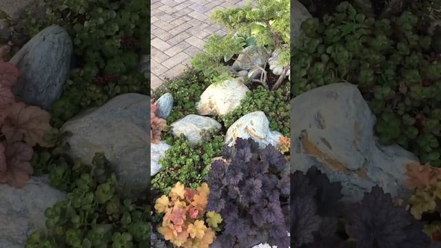 Теневая клумба месяц спустя после посадки смотреть онлайн