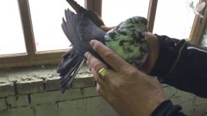 Николаевские голуби Василия Викторовича