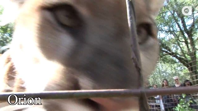 The Body Shop Foundation Invites NYC Beauty Editors to Visit Big Cat Rescue смотреть онлайн