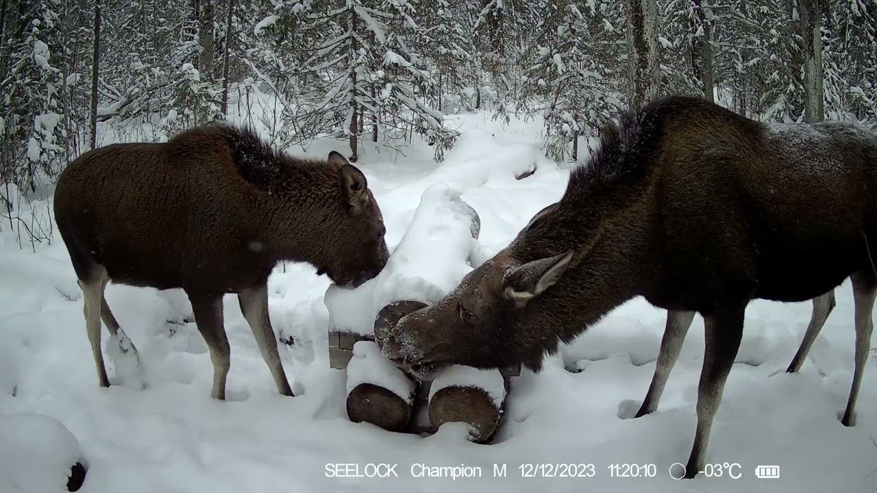 Фотоловушка SEELOCK S308W #6 / Солонец №5 смотреть онлайн
