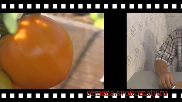 Проверенный сорт томатов: "Желтая яблонька" смотреть онлайн