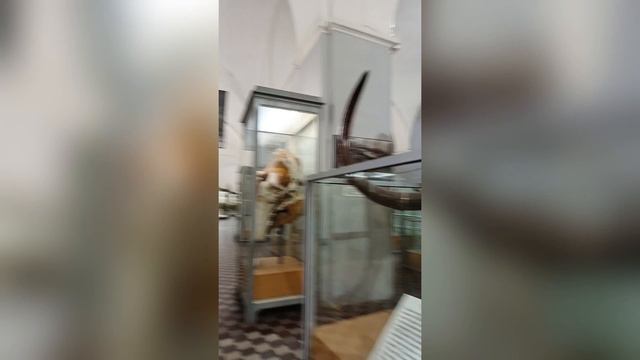 Санкт - Петербург 
Зоологический музей