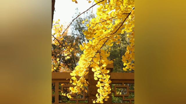 Из эпохи динозавров #полезныесоветы #лекарственныерастения #yuotube #здоровье #здоровьевнашихруках смотреть онлайн