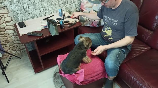 Влог_Грумминг салон на дому_Счастливый Йоркширский терьер смотреть онлайн