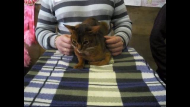 Абиссинская кошка на выставке кошек 2014