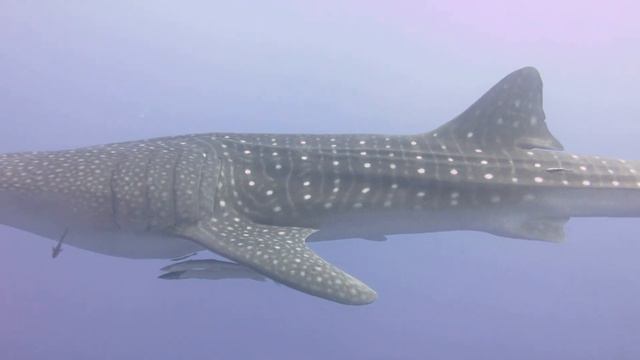 Как подводный художник Ольга Белкина встретила китовую акулу