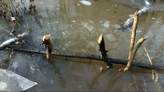 ?КАК ОХОТИТЬСЯ НА БОБРА? смотреть онлайн