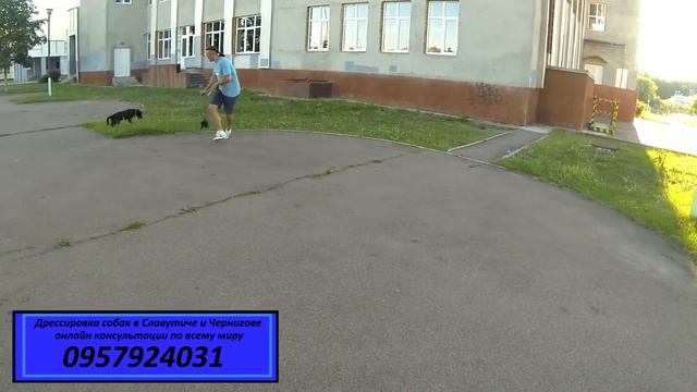 36. Команда Ко мне. Как подозвать собаку смотреть онлайн