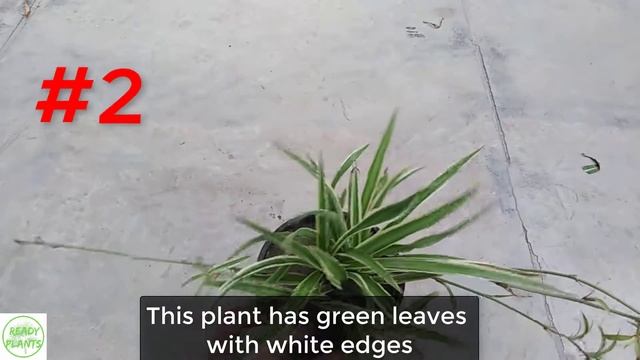 Different Types Of Spider Plants || Chlorophytum Comosum смотреть онлайн