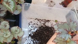 ?Пересадка деток декоративнолистных бегоний. ?