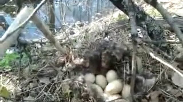 Как мы обнаружили 11 яиц дикой утки смотреть онлайн
