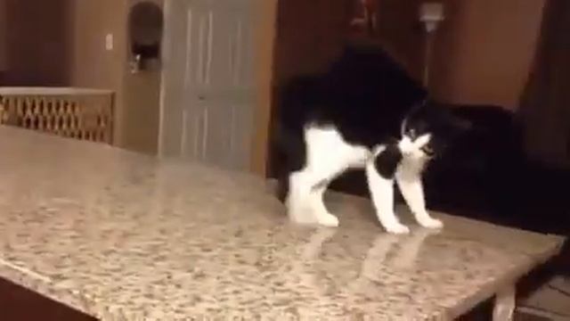 пьяный кот ? смотреть онлайн