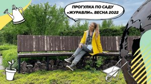 Обзор сада «Журавли» весной | Спиреи | Спирея серая | Пузыреплодники | Малоуходный сад