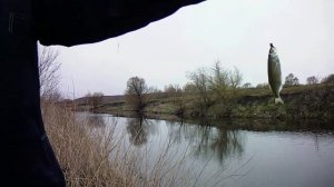 Рыбалка 26.04.2020г. на реке Упа в Тульской области. С фидером на речке=) РЫБ клюет!!!