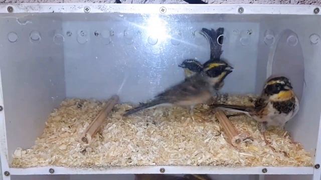 Овсянки - желчная и желтогорлые смотреть онлайн