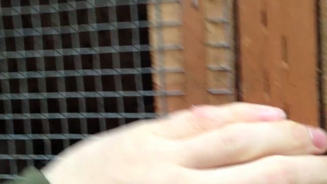 Кролиководство. Кормление кроликов. Прикол смотреть онлайн