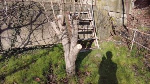 Обрезка хурмы, личный опыт