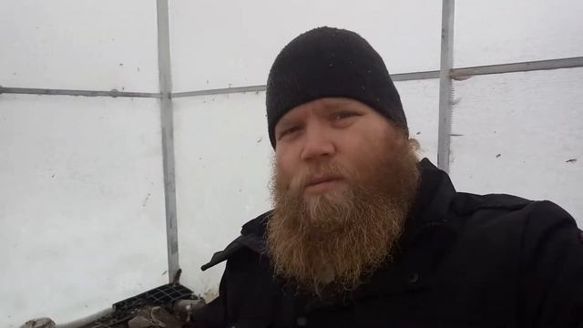 Ореховый проект. Создаем питомник. смотреть онлайн