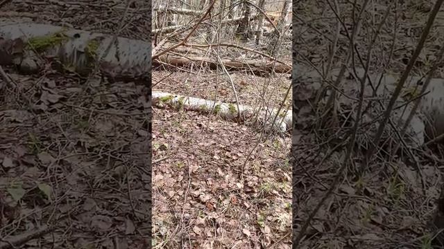 Нашел грибную поляну! Строчки. Кострома 26.04.2022 смотреть онлайн