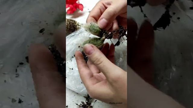 уход за кактусом после покупки