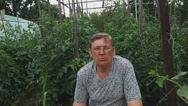 пасынкование и подвязывание индетерминантных томатов.