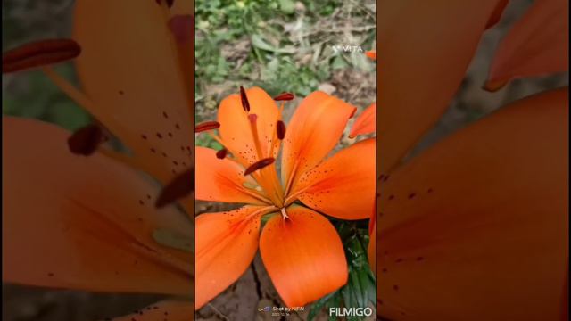 Natur love like and subscribe смотреть онлайн