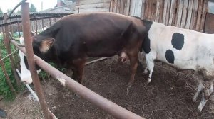 СОСЕДИ ПРИВЕЛИ МОЛОДУЮ ТЕЛОЧКУ К НАШЕМУ БЫЧКУ, ОБГУЛ МОЛОДОЙ КОРОВЫ В ДЕРЕВНЕ!