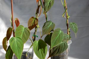 Филодендроны Сканденс Миканс и Бразил: описание, фото, стоимость, а также уход, размножение