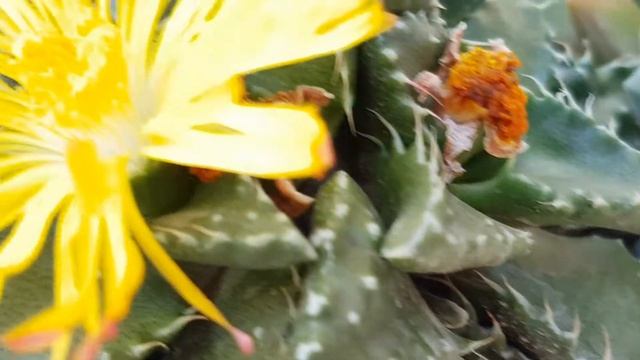 faucaria tigrina - cactus flower - kaktüs çiçeği - sukkulent - cacti смотреть онлайн