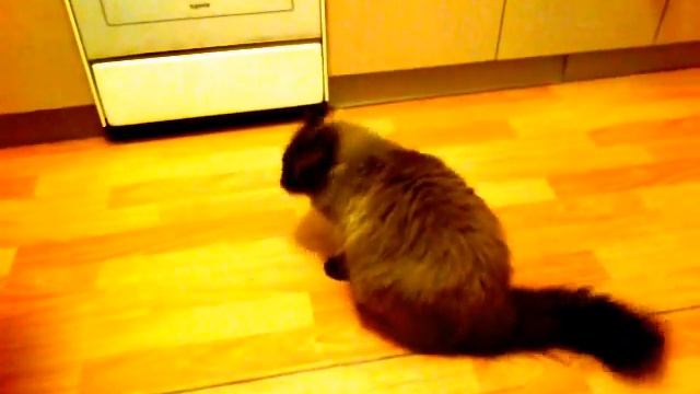 Кот Лунтик ест колбасу! смотреть онлайн