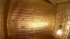 Завёл гусей и бройлерных уток