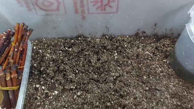 ❗О КИЛЬЧЕВАТОРЕ ДЛЯ ГОРТЕНЗИЙ❗?Поставила одревесневшие черенки на проращивание.? Ждем корни? смотреть онлайн