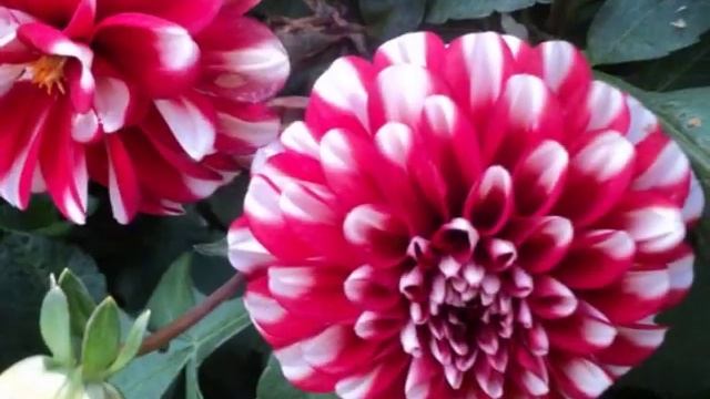 Осенние цветы смотреть онлайн