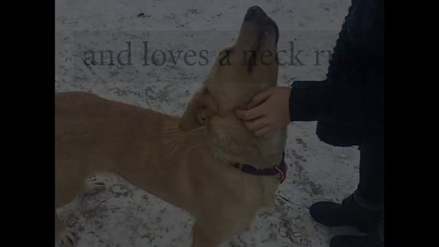 Animatch & Nordic Paws Project смотреть онлайн