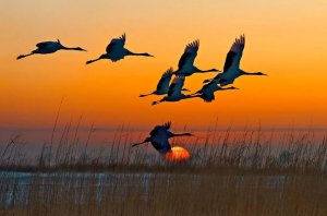 Далеко, далеко, журавли улетели, разбор на гармони №-126 с цифрами