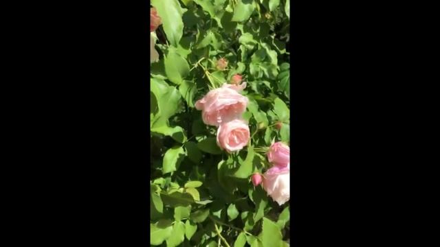 David Austin. Еще больше красивых роз. смотреть онлайн