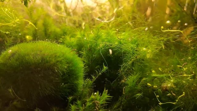 #СтопХим / КЛАДОФОРА. Как избавиться от водорослей без химии смотреть онлайн