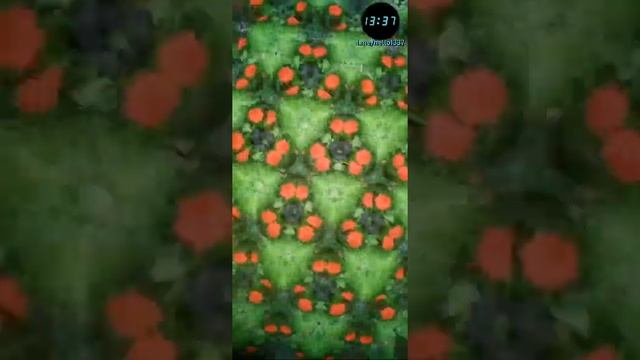 Калейдоскоп в ботаническом саду Мемфиса (США) смотреть онлайн