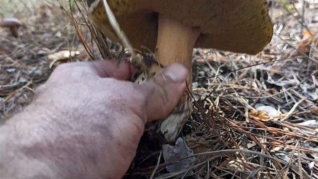 Грибы рыжик белый октябрь лес 2022.(3) смотреть онлайн