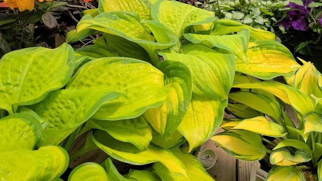 Hosta 'Stained Glass' // BEST, Big, BOLD and Beautiful, Award Winning Foliage Perennial! смотреть онлайн