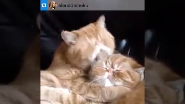 А что? У котиков тоже чувства есть!!! смотреть онлайн
