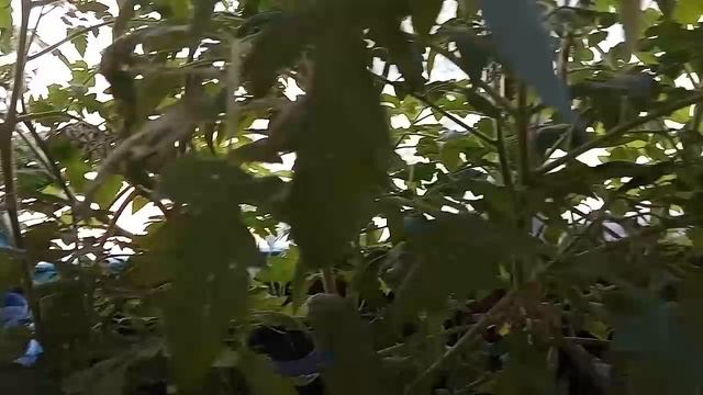 Выращивание овощей на балконе. Часть 6. смотреть онлайн