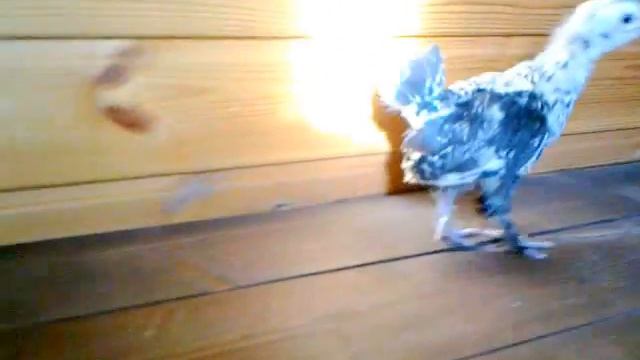 Павловские цыплята. смотреть онлайн