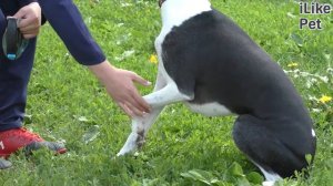 4 особенности характера собак породы уиппет